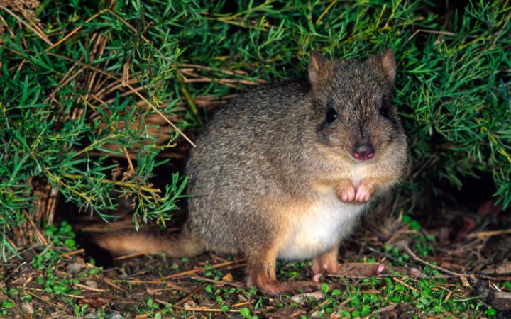 Bettong-Australie