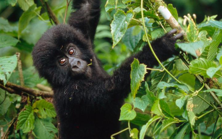 Gorille-des-montagnes Congo