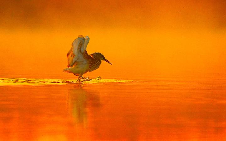 Oiseau-eau-douce-WWF
