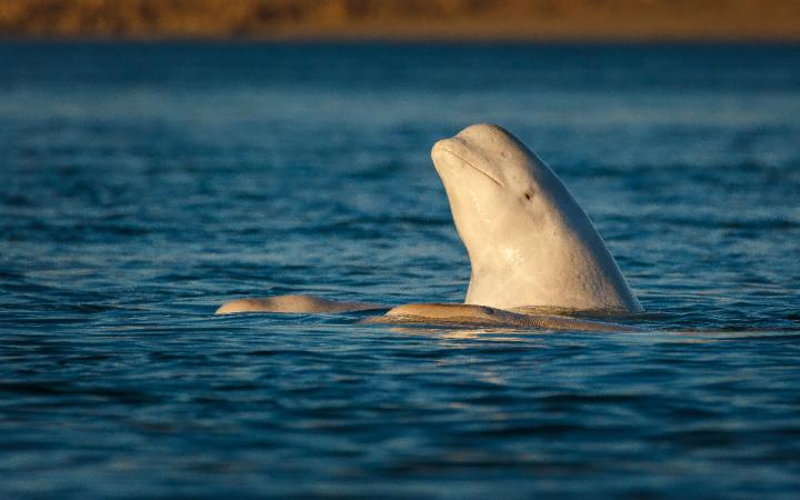 Beluga face au couché de soleil