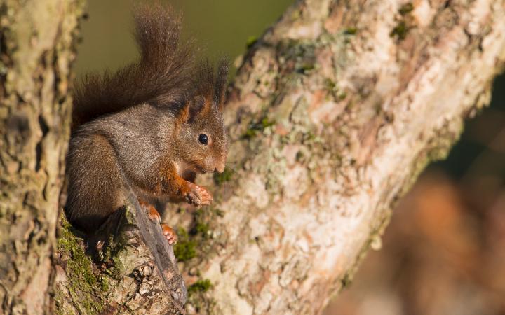 Écureuil sur un arbre 