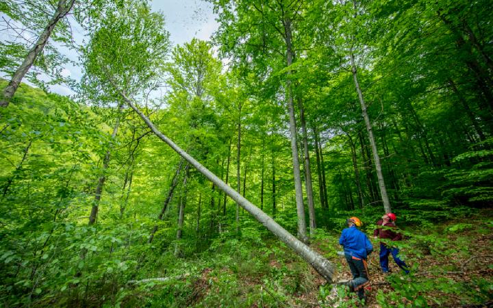 Forêt Nature Impact Gestion durable
