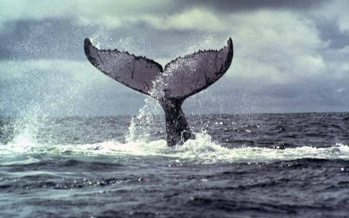 Queue-de-baleine