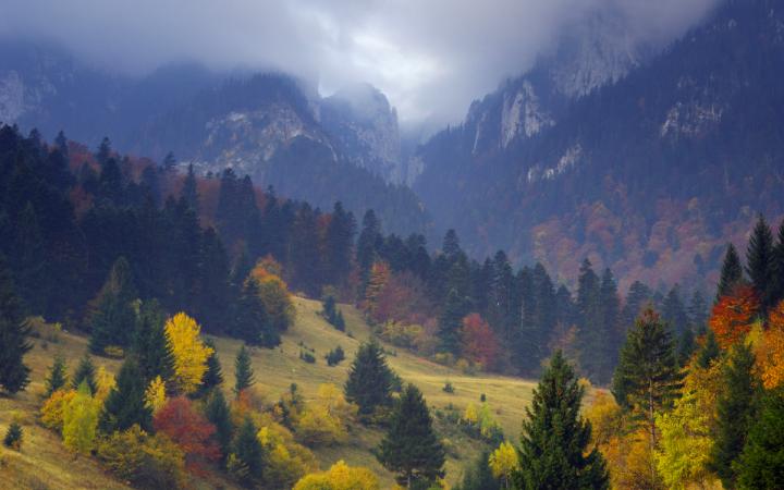 Foret en Roumanie