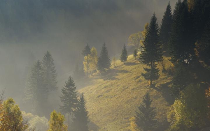 Forêts d'Europe