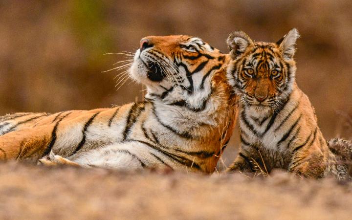Tigre-et-son-petit-allongé