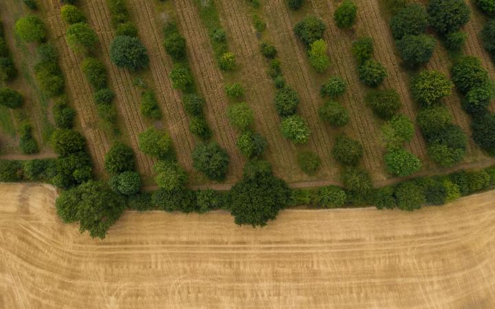 Agroforesterie