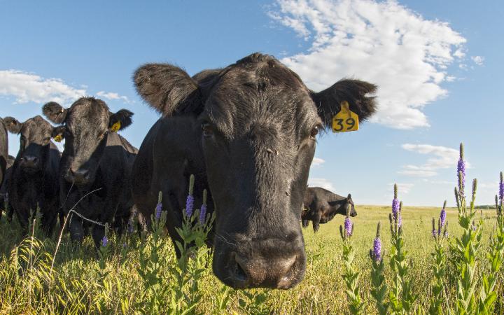 Vache-Dakota-du-Sud