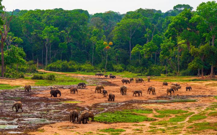 Elephants dans une zone déforestée - cover LPR 2024
