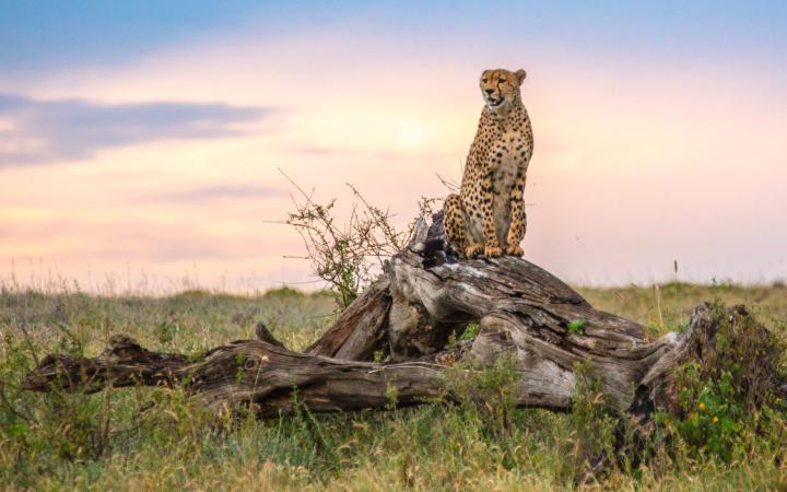 Guépard sur un tronc d'arbre