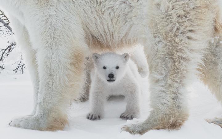 Bébé ours polaire entre les patets de sa maman