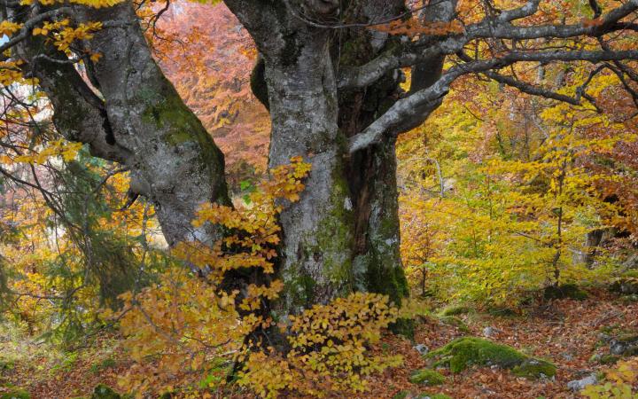 Arbre Ancien