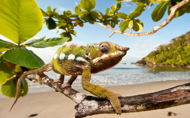 Caméléon panthère mâle (Furcifer pardalis) - Parc national de la péninsule de Masoala, Madagascar.
