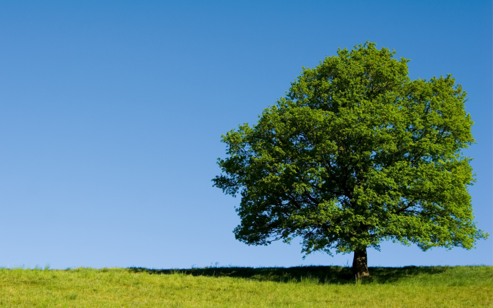 Chêne - ciel bleu - herbe verte
