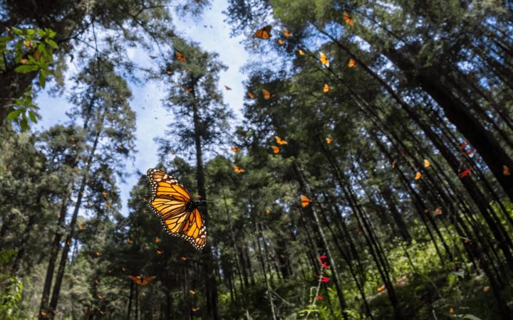 Les papillons monarques (Danaus plexippus) descendent les marches du sanctuaire des papillons monarques El Rosario, Michoacán, Mexique.