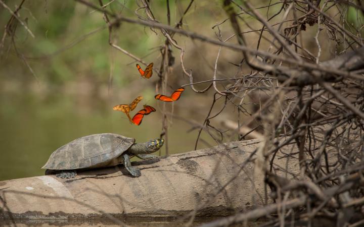 Papillons et tortue de rivière à points jaunes (Unifilis Podocnemididae Podocnemis). Réserve nationale de Tambopata, bassin amazonien péruvien. Pérou.