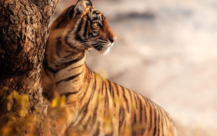 Tigre regarde en arrière au soleil