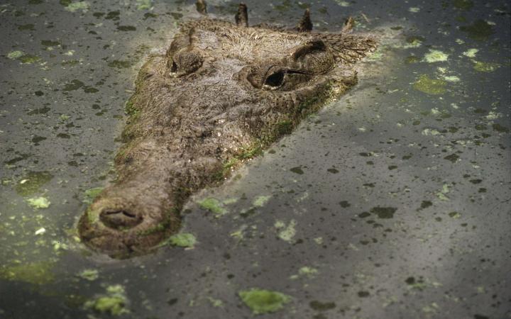 Crocodile américain (Crocodylus acutus) adulte dans un étang. 