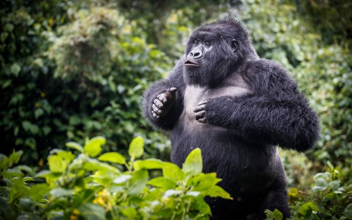 Gorille de montagne (Gorilla beringei beringei), jeune mâle.