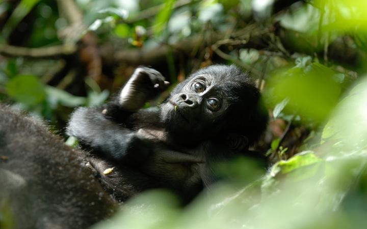Gorille de montagne jeune (Gorilla gorilla beringei)