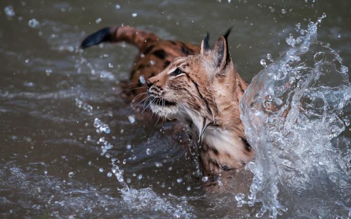 Lynx boréal (lynx lynx) dans l'eau