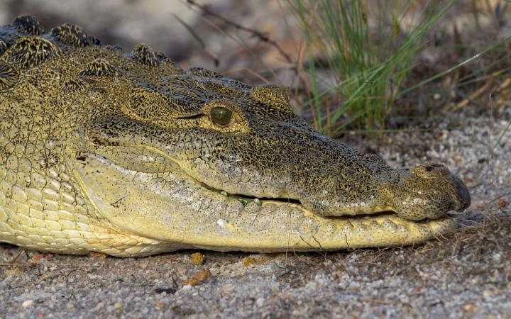 Savannah, une femelle crocodile de Morelet sauvé par l'association Crocodile Research Coalition
