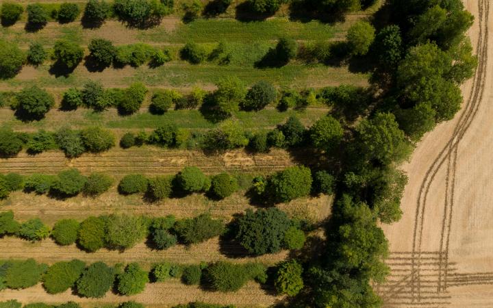 Agroforesterie agriculture arbre champs