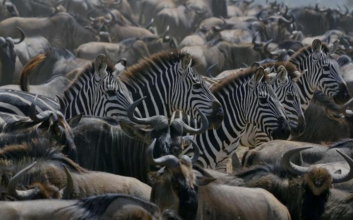 Gnous et zèbres, Serengeti, Tanzanie, Afrique