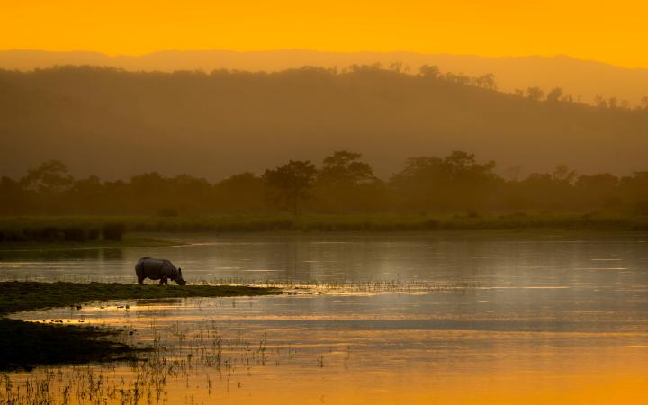Un rhinocéros d'Asie (Rhinoceros unicornis) boit au bord de l'eau au coucher du soleil, Inde