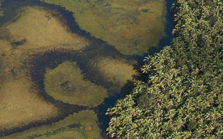 Vue aérienne de palmiers de Babassus au Brésil