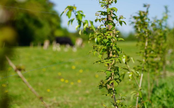 jeune arbre en agroecologie