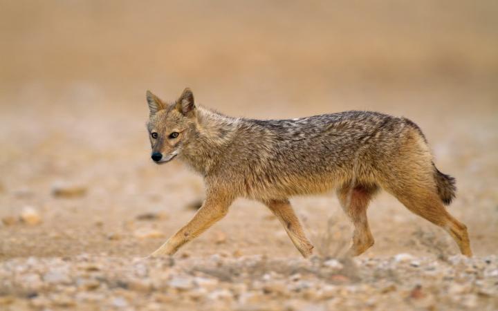 Chacal doré (Canis aureus) en mouvement