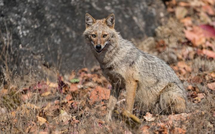 Chacal doré (Canis aureus)