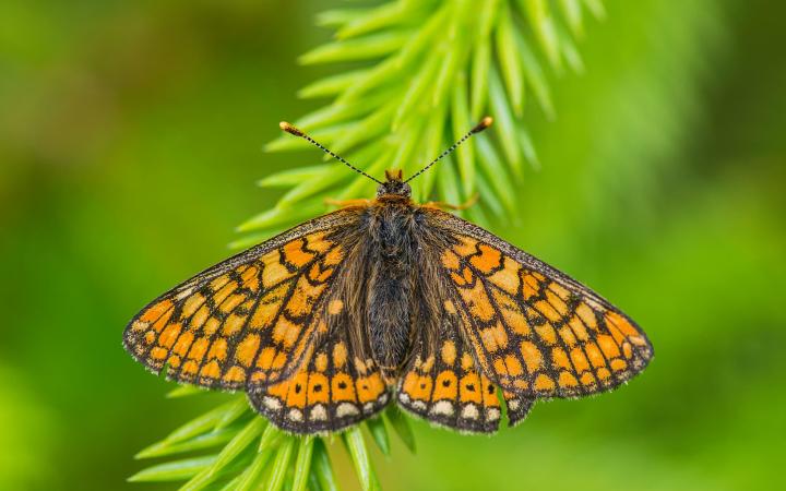 Damier de la Sucisse (Euphydryas aurinia)