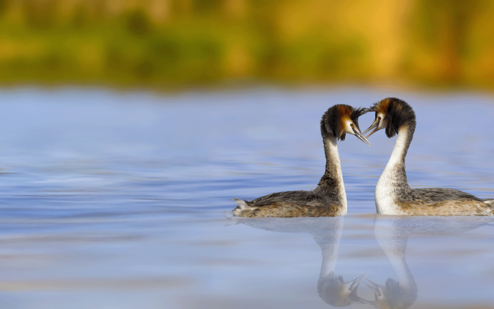 Grèbe huppé(Podiceps cristatus)