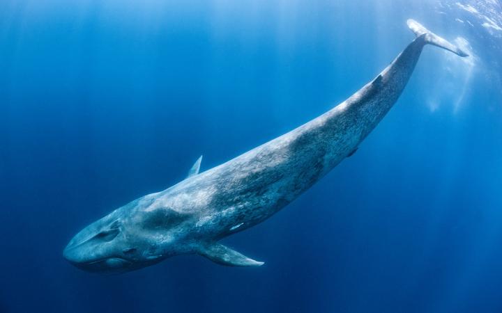 La baleine bleue (Balaenoptera musculus) nage sous la surface de l'océan. Océan Indien, au large du Sri Lanka.