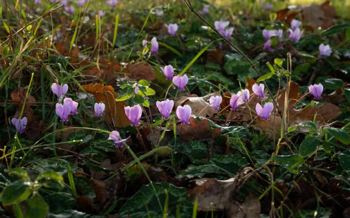 Le Cyclamen de Naples (Cyclamen neapolitanum ) - Brenne