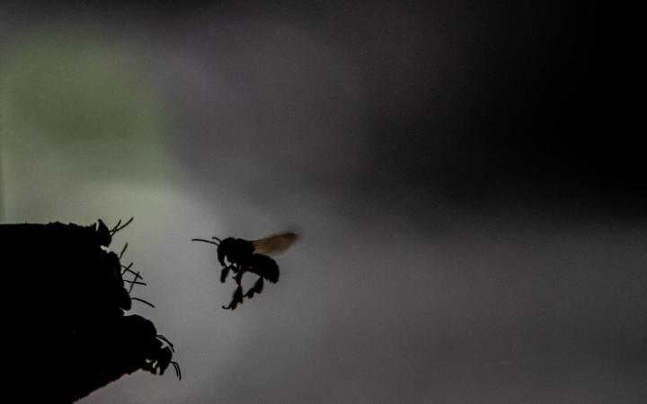 Les ruches d'abeilles sans dard (Meliponini) tenues par Joelma Lopes, une petite productrice, sont visibles dans la forêt près du Centre expérimental forestier actif dans la région de Tapajós en Amazonie, au Brésil.