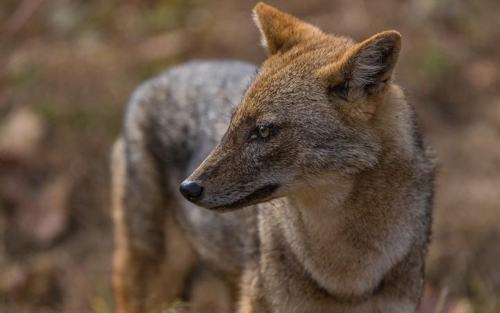 Portrait Chacal doré (Canis aureus)