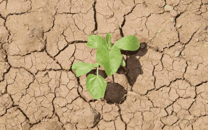 Sécheresse champ agriculture