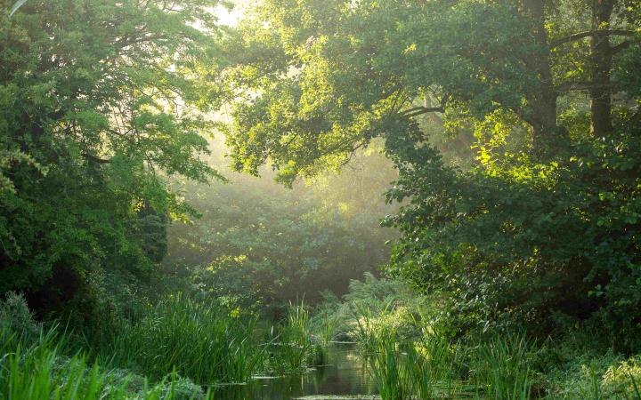Arbres sur la rivière Nar, près de Castle Acre, Norfolk, Royaume-Uni.