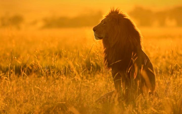 Lion (Panthera leo) Kenya