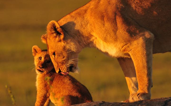 Lionne et son petit (Panthera Leo)