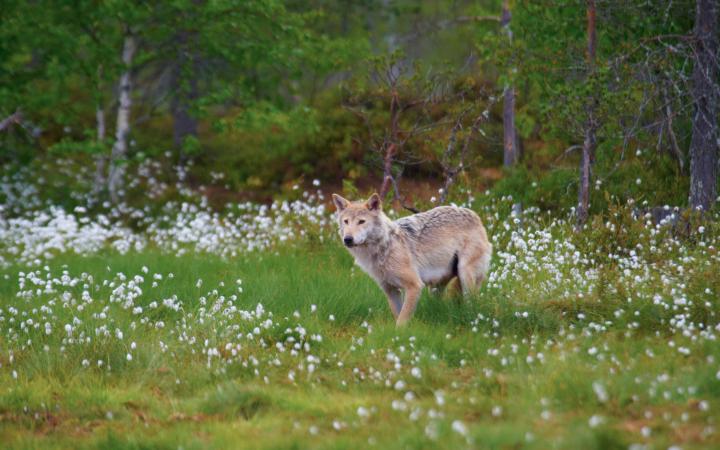 Louve (Canis lupus)