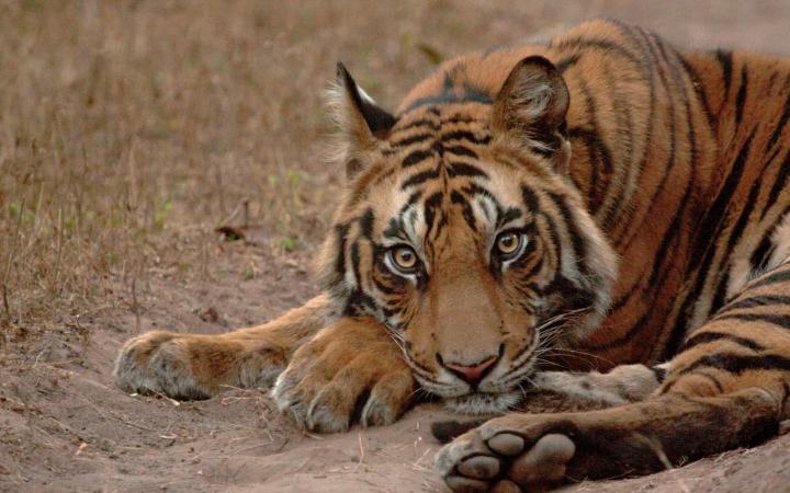 Tigre (Panthera tigris) se reposant dans la réserve de tigres de Bandhavgarh dans le parc national de Bandhavgarh en Inde.