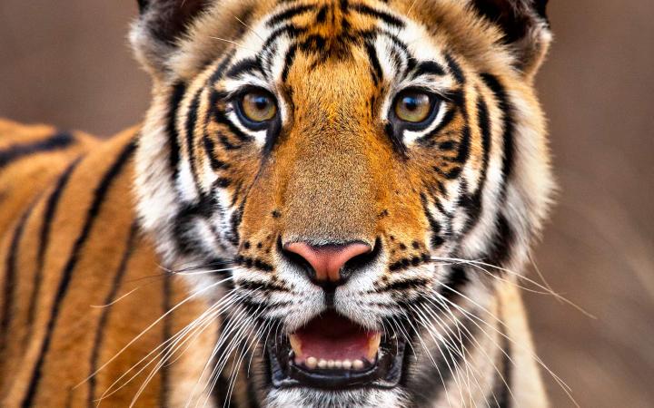 Tigre sauvage (Panthera tigris) dans le parc national de Bandhavgarh, en Inde.