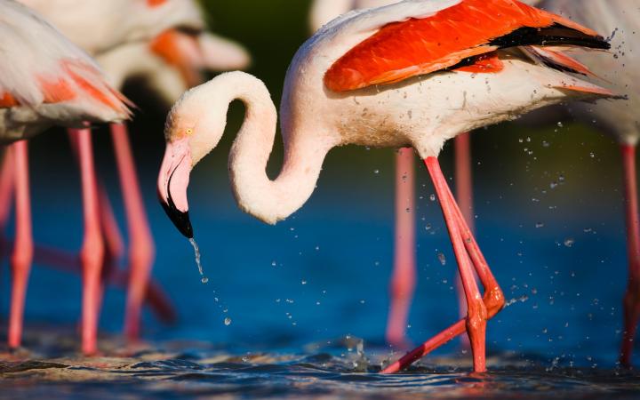 Flamant rose (Phoenicopterus roseus) se baignant dans le lagon, Pont du Gau, Camargue, France
