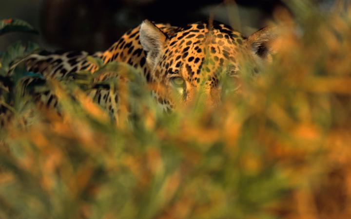 Jaguar (Panthera onca), Pantanal, Brazil.