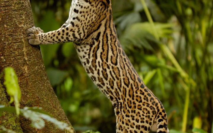 Ocelot (Felis / Leopardus pardalis) Amazonie