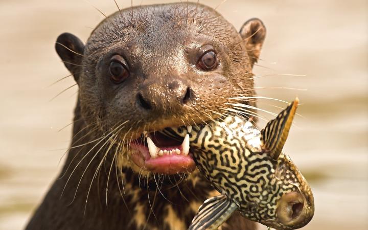 Une loutre géante (Pteronura brasiliensis) se nourrissant d'un poisson dans le Pantanal, au Brésil.
